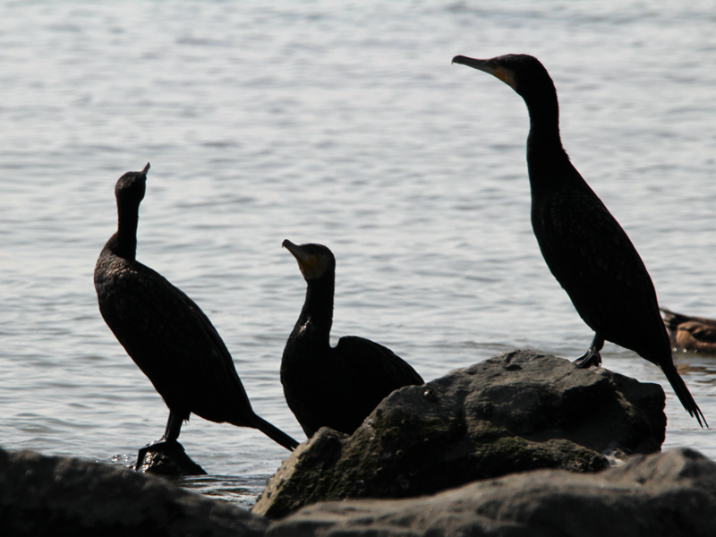 普通鸬鹚、Phalacrocorax carbo_普通鸬鹚_海富瑜