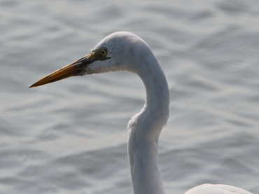 大白鹭、Ardea alba _大白鹭_海富瑜