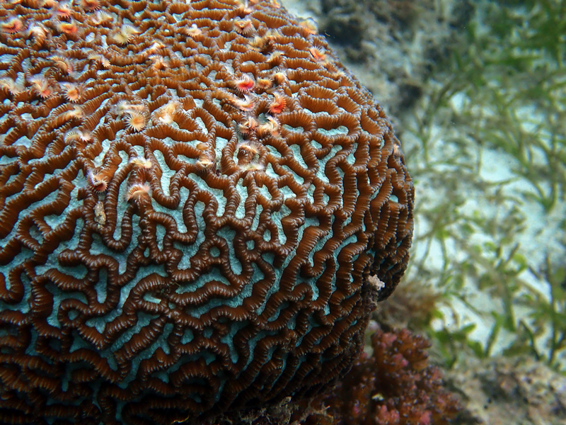 迷宫扁脑珊瑚、Platygyra lamellina、迷宫蜂巢珊瑚_迷宫扁脑珊瑚_海富瑜