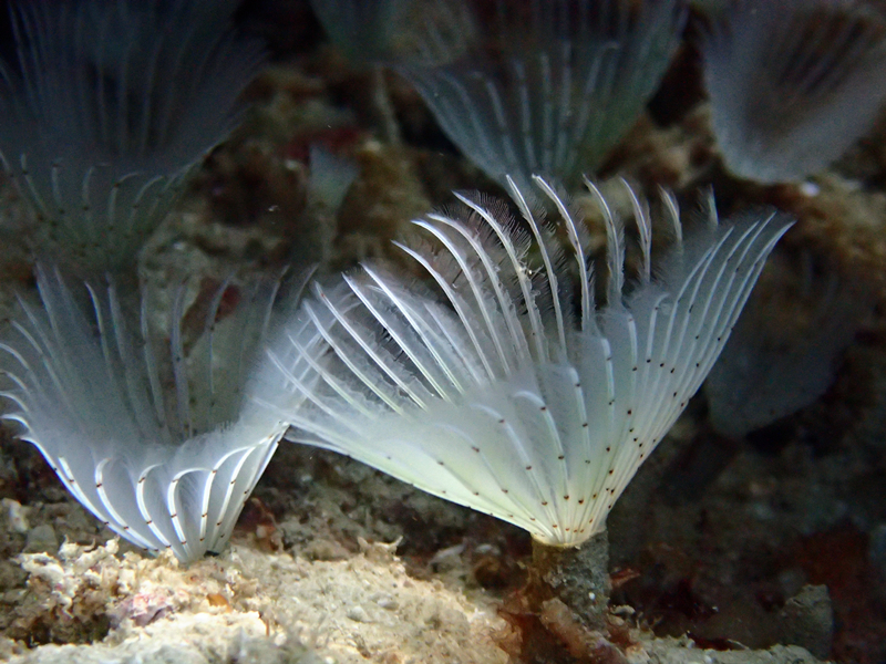 白羽小管虫、小白羽管虫_白羽小管虫_海富瑜