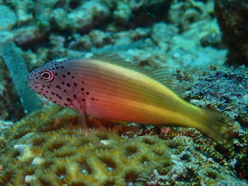 斑点鹰鱼、福氏副䱵、Paracirrhites forsteri_斑点鹰_海富瑜