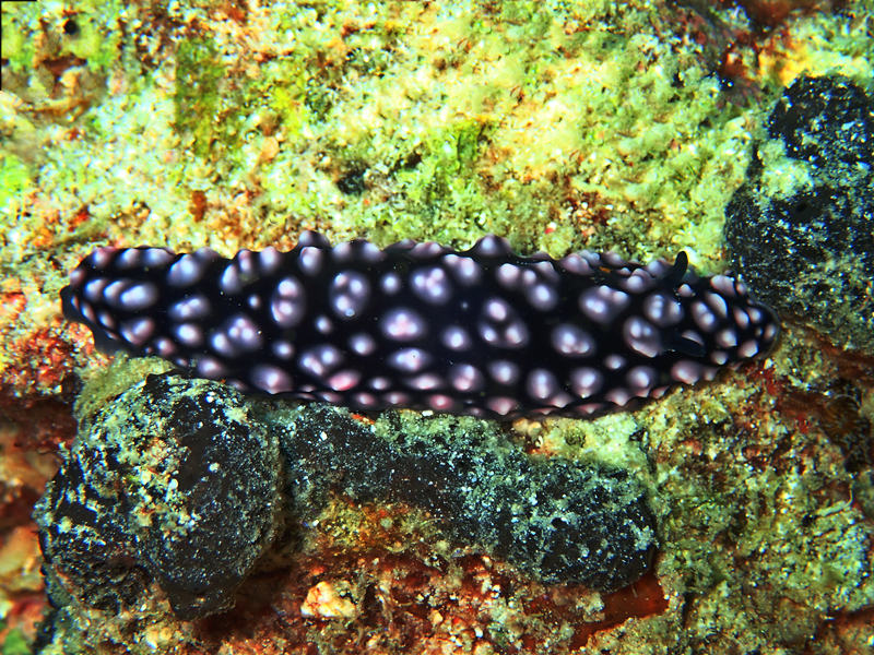 痘痘叶海牛、痘痘海兔、痘痘擦胶兔、痘痘疣胶兔、疣胶氏、Phyllidiella Pustulosa_疣胶痘痘_海富瑜