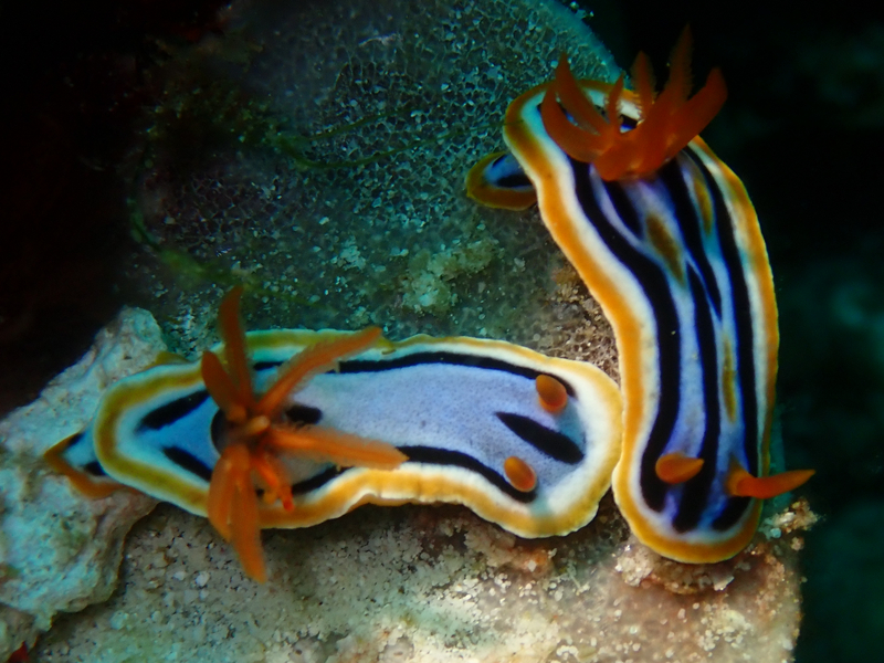 安娜海兔、安娜彩兔、蓝瑛彩兔、彩氏、Chromodoris annae_彩蓝瑛_海富瑜