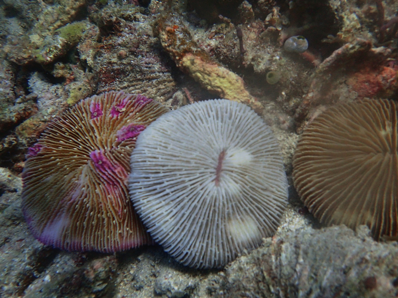 飞碟珊瑚、Madrepora fungites、真蕈珊瑚_飞碟珊瑚_海富瑜