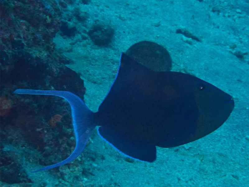 魔鬼炮弹、Odonus niger_魔鬼炮弹_海富瑜