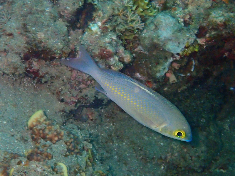 黄眼金线鱼、黄点眶棘鲈、Colopsis ciliata_黄眼金线鱼_海富瑜
