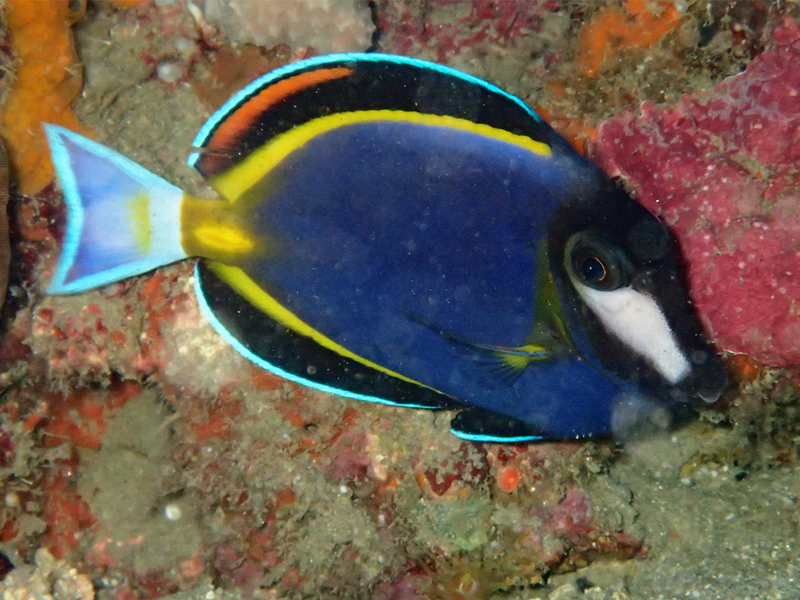 白面倒吊、Acanthurus japonicus_白面吊_海富瑜