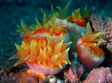 仇东平每日一照243:《大杯管星珊瑚》_每日一照_海富瑜