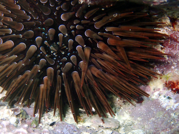 仇东平每日一照244:《流星锤海胆》_每日一照_海富瑜