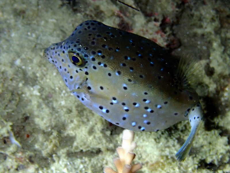 立方箱鲀、粒突箱鲀、Ostracion cubicus_粒突箱鲀_海富瑜