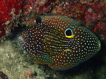 仇东平每日一照247:《七夕斗鱼》_每日一照_海富瑜