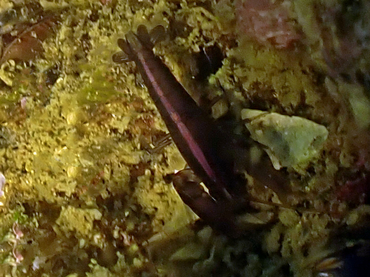 仇东平每日一照249:《紫海胆虾》_每日一照_海富瑜