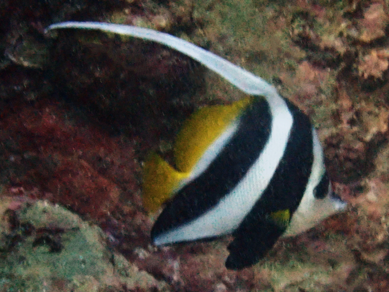 黑白关刀、长鳍关刀、Heniochus acuminatus_黑白关刀_海富瑜
