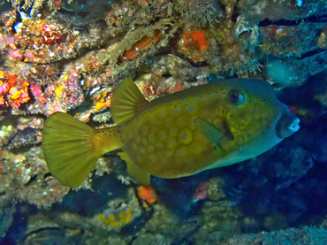 仇东平每日一照256:《金木瓜(青少年)》_每日一照_海富瑜