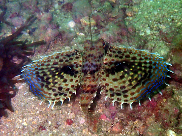 仇东平每日一照257:《飞虎》_每日一照_海富瑜