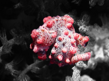 仇东平每日一照258:《红豆丁》_每日一照_海富瑜