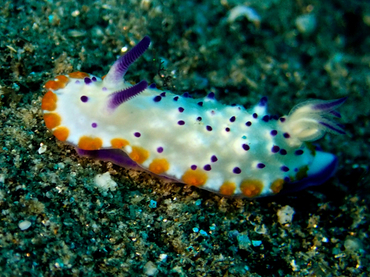 仇东平每日一照260:《紫疣》_每日一照_海富瑜