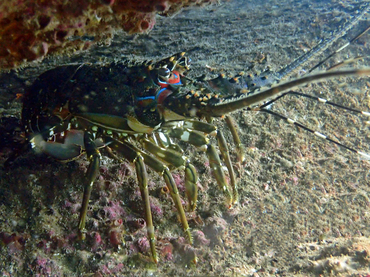 仇东平每日一照261:《青龙》_每日一照_海富瑜