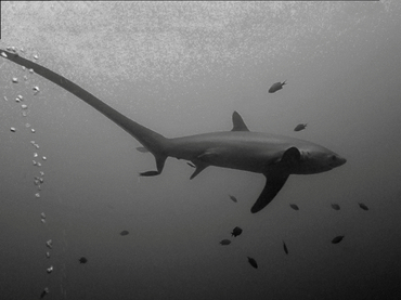 仇东平每日一照262:《长尾鲨》_每日一照_海富瑜