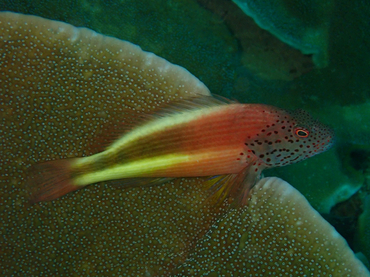 仇东平每日一照263:《斑点鹰》_每日一照_海富瑜