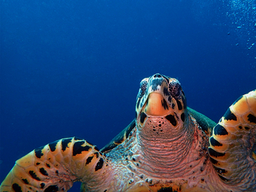 仇东平每日一照264:《绿海龟》_每日一照_海富瑜