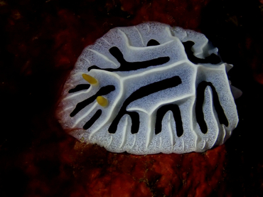 仇东平每日一照265:《白格》_每日一照_海富瑜