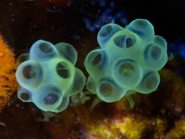 仇东平每日一照266:《小米海鞘》_每日一照_海富瑜