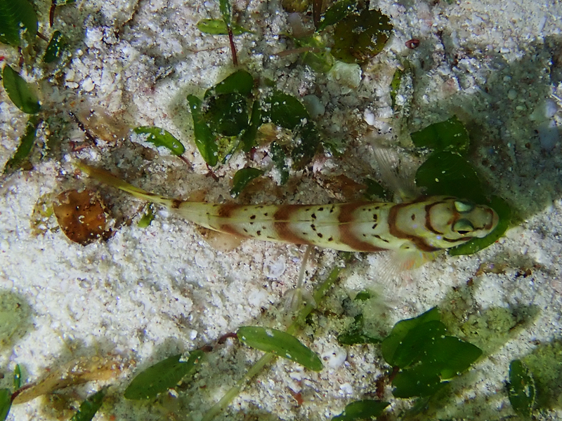 牛头虾虎、虾虎鱼_牛头虾虎_海富瑜