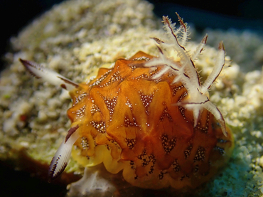 仇东平每日一照270:《小菠萝》_每日一照_海富瑜