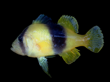 仇东平每日一照271:《火烧腰》_每日一照_海富瑜