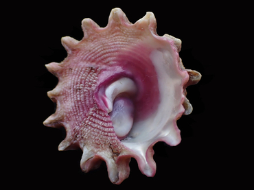 仇东平每日一照273:《紫底星螺》_每日一照_海富瑜