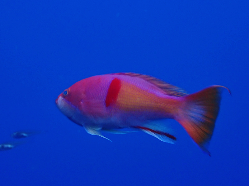 仇东平每日一照274：《红斑海金鱼》_每日一照_海富瑜