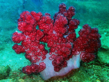 仇东平每日一照277:《杨梅红》_每日一照_海富瑜