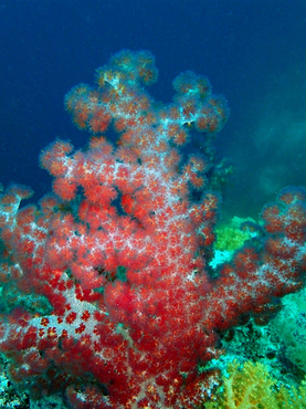 仇东平每日一照278:《披穗红》_每日一照_海富瑜