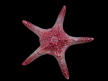 仇东平每日一照279:《红星》_每日一照_海富瑜