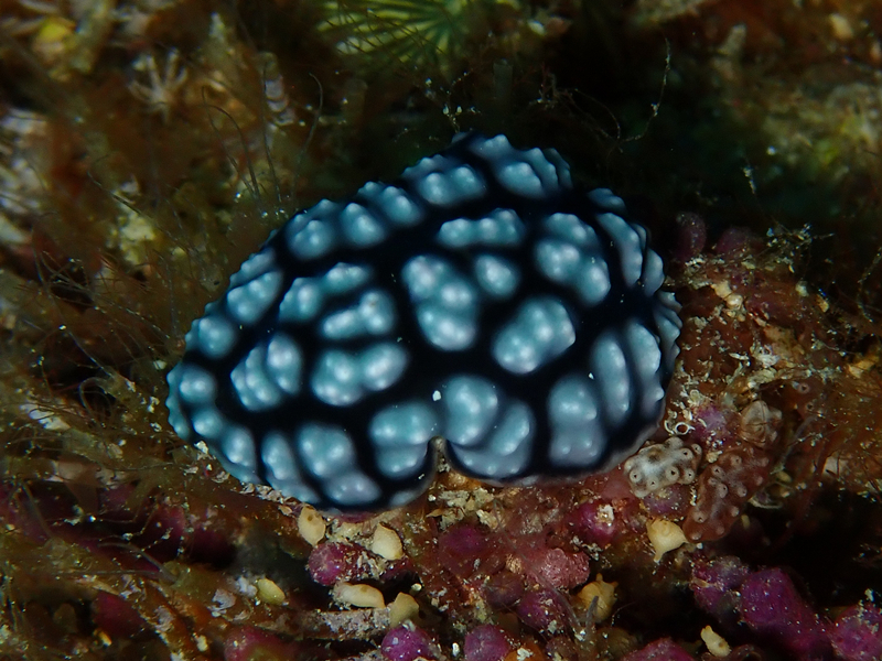 痘痘叶海牛、痘痘海兔、痘痘擦胶兔、痘痘疣胶兔、疣胶氏、Phyllidiella Pustulosa_疣胶痘痘_海富瑜