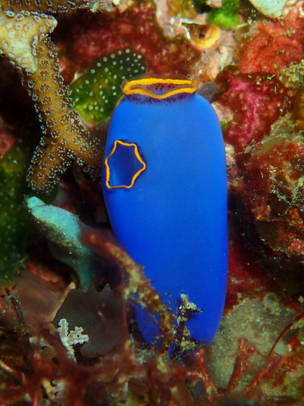 仇东平每日一照281：《金口蓝灯鞘》_每日一照_海富瑜