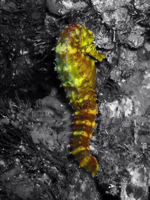 仇东平每日一照282：《虎尾海马》_每日一照_海富瑜