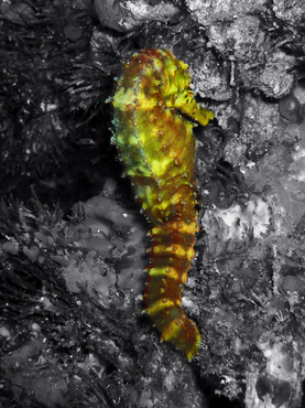 仇东平每日一照282:《虎尾海马》_每日一照_海富瑜