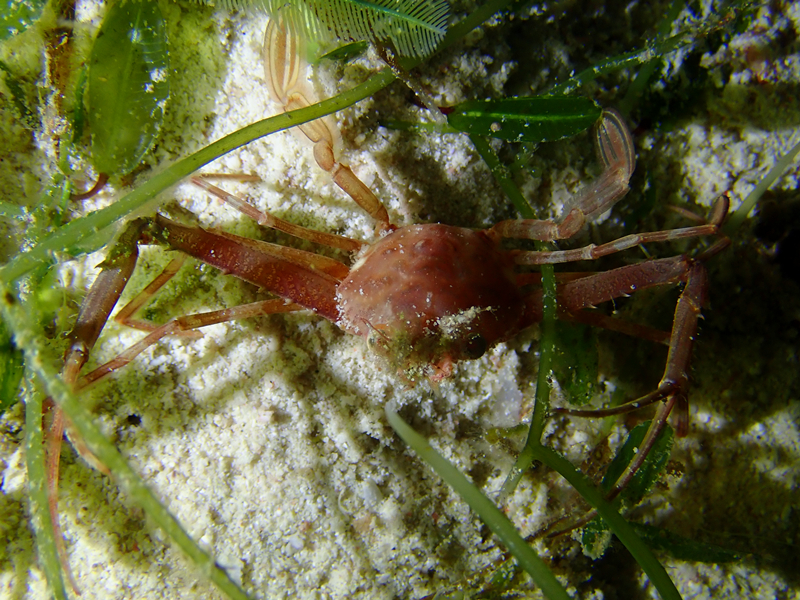 仇东平每日一照283：《长剪梭子蟹》_每日一照_海富瑜