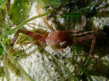 仇东平每日一照283:《长剪梭子蟹》_每日一照_海富瑜