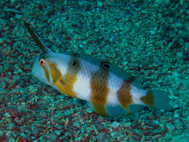 仇东平每日一照284：《举刀鱼》_每日一照_海富瑜