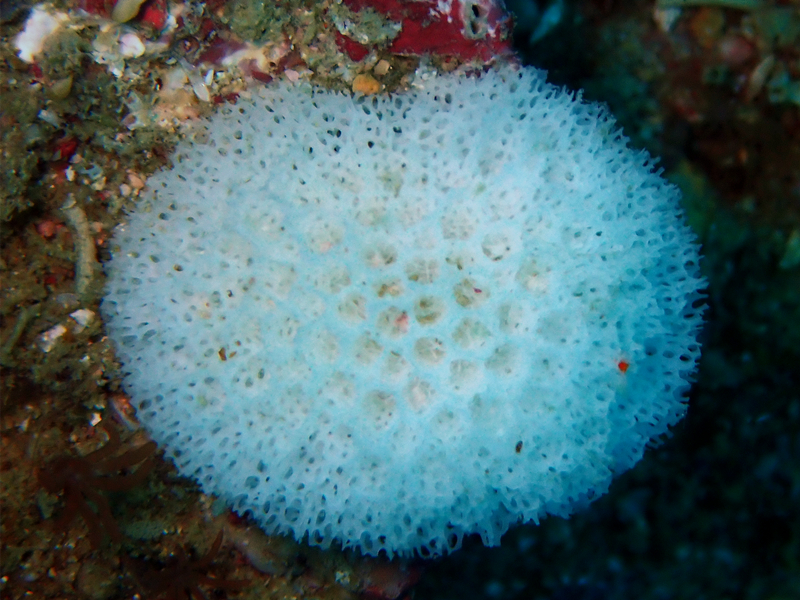 雪苔藓虫_不知名珊瑚-20_海富瑜