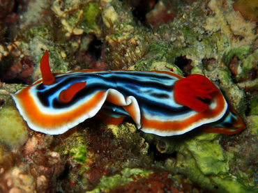 西施海兔、Chromodoris  magnifica_彩西施_海富瑜