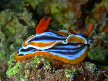 西施海兔、Chromodoris  magnifica_彩西施_海富瑜