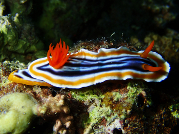 西施海兔、Chromodoris  magnifica_彩西施_海富瑜