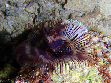 紫花管虫_紫花管虫_海富瑜