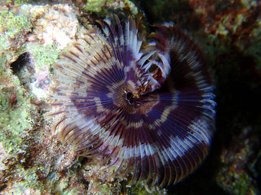 紫花管虫_紫花管虫_海富瑜