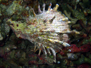 白刺海菊贝、Spondylus albibarbatus_白刺海菊贝_海富瑜