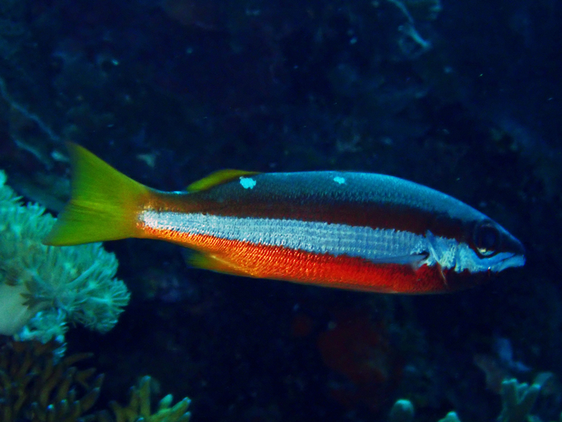 双斑笛鲷、Lutjanus biguttatus_双斑笛鲷_海富瑜